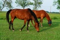 Brown Horses Royalty Free Stock Photo