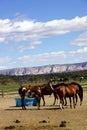 Brown horses on a desert ranch
