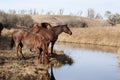 Brown horses drinking from stream Royalty Free Stock Photo