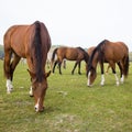 Horses eat grass in the pasture Royalty Free Stock Photo