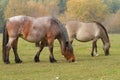 Horses eat grass in the pasture Royalty Free Stock Photo