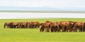 Brown horses eating grass in Hulun Buir prairie Royalty Free Stock Photo