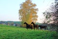 Brown horses enjoy the field in autumn Royalty Free Stock Photo