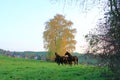 Brown horses enjoy the field in autumn Royalty Free Stock Photo