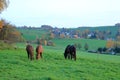 Brown horses enjoy the field in autumn Royalty Free Stock Photo