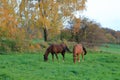 Brown horses enjoy the field in autumn Royalty Free Stock Photo