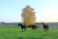 Brown horses enjoy the field in autumn Royalty Free Stock Photo
