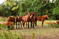 Brown horses in a field