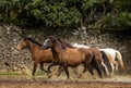 Brown horses galloping freely on paddock, through water Royalty Free Stock Photo