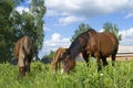 Brown horses graze in the grass near the village on a summer day Royalty Free Stock Photo