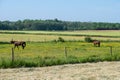 Brown horses grazing in the green fields a the Flemish countryside , Lubbeek, Belgium Royalty Free Stock Photo