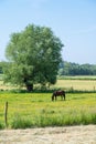 Brown horses grazing in the green fields a the Flemish countryside , Lubbeek, Belgium Royalty Free Stock Photo