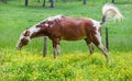 Brown horses grazing on a lush field covered with yellow flower field in Great smoky mountains national park,Tennessee USA. Royalty Free Stock Photo