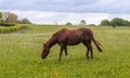 Brown horses grazing on a meadow with lots of yellow dandelions