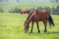 Brown horses grazing tethered in a field Royalty Free Stock Photo