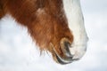 Brown horses nostrils in winter