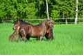 Horses pasture on green field in summer