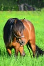 Horse pasture on green field in summer Royalty Free Stock Photo