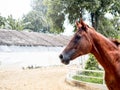 A brown horses portrait, side view, walking, exercise in the outdoor sand paddock with tree background. Royalty Free Stock Photo