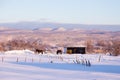 Brown horses in snowy field with the Laurentian mountains in the background Royalty Free Stock Photo
