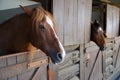 Brown horses in stable