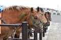 Brown horses in a stable Royalty Free Stock Photo