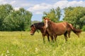 Brown horses stand in green grass of a meadow on a sunny summer day Royalty Free Stock Photo