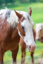 Brown horses stand on the meadow in Great smoky mountains national park,Tennessee USA.