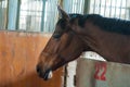 Brown horses standing alone in barn and looking out away from barn wooden window. Young horses in the stable. Close-up of a Royalty Free Stock Photo