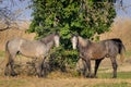 Brown horses standing on a pasture in Camargue Royalty Free Stock Photo