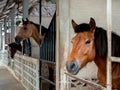 Brown horses standing in a stable locked cage, concrete building. Royalty Free Stock Photo