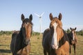 Brown horses with a wind turbine in the background Royalty Free Stock Photo