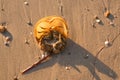 brown horseshoe crab animal sea dead turn over on golden sand beach. hard shell life in tropical natural Royalty Free Stock Photo