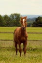 Brown horsie Royalty Free Stock Photo