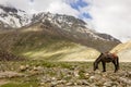 A brown horze grazing with a snow capped Himalayan mountain