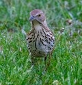 House finch standing in green grass Royalty Free Stock Photo