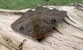 Brown house moth Royalty Free Stock Photo