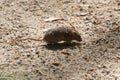 Brown House Mouse