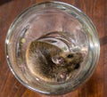 Brown house mouse curled up in a Martini glass. Royalty Free Stock Photo