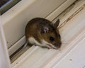 A brown house mouse, Mus musculus, sitting on a window. Royalty Free Stock Photo