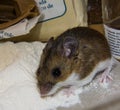 A wild brown house mouse looking guilty standing on a pile of flour in a kitchen cabinet. Royalty Free Stock Photo