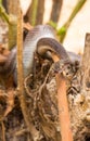 Brown House Snake on log