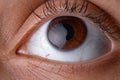 Brown human eye Royalty Free Stock Photo