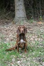 Brown Hunting Dog