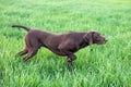 The Brown Hunting Dog Freezed In The Pose Smelling The Wildfowl In The Green Grass. German Shorthaired Pointer.