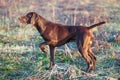 The Brown Hunting Dog Freezed In The Pose Smelling The Wildfowl In The Green Grass. German Shorthaired Pointer.