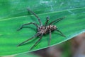 Brown Huntsman Spider