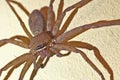 Brown Huntsman Spider