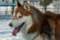 Portrait of a brown husky dog 