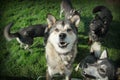 Brown husky and other dogs